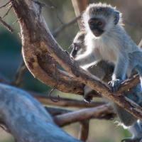 82 - Cresent Island, Kenya, 2019