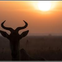 328 - Maasai Mara, Kenya, 2021